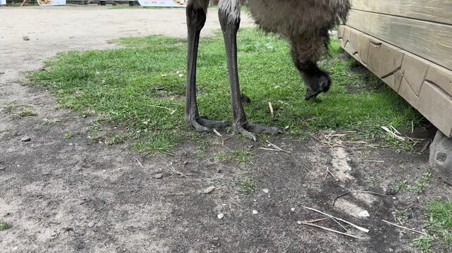 Close-up of long-legged emu bird in zoo enclosure, Australian flightless animal on grass