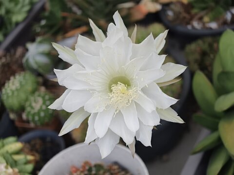 Large White Epiphyllum Cactus Flower Blooming Among Succulent Plants