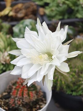 White Night-Blooming Cactus Flower in Full Bloom Garden Closeup