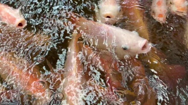 Top view of numerous red tilapia fish gathering at the water surface during feeding time, showcasing aquaculture, vibrant freshwater life, sustainable farming, and natural feeding behavior.