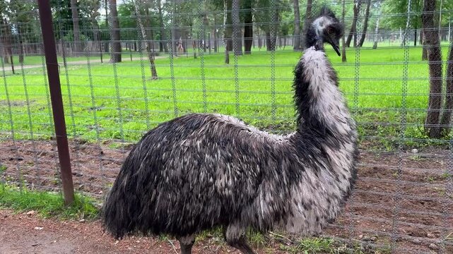 An emu stands against a wire fence at a zoo, a portrait of the Australian flightless animal in an open-air enclosure at the zoo
