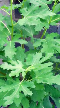 Close-up of a beautiful green young fig tree sprout Longue d'Aout variety gently swaying in the wind, showcasing fresh growth, vibrant foliage, natural beauty, and springtime vitality.