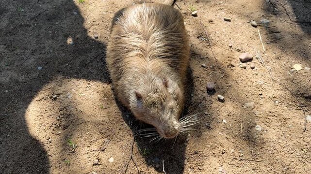 Brown nutria walking on sandy ground at the zoo, close-up of nutria in open enclosure of zoo