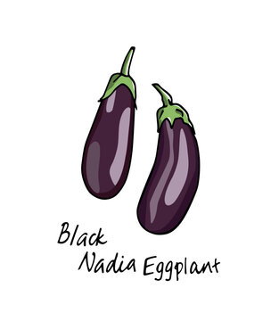 Vector card with hand drawn ripe Black Nadia eggplants. Cool vegetables illustration, ink drawing. Beautiful food design elements.