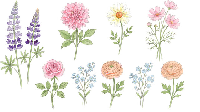 Elegant hand drawn watercolor wildflower botanical element set featuring blooming lavender dahlia daisy rose ranunculus and forget me not blossoms