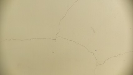 Fissured Exterior Coating showing fine hairline splits on a light beige facade. Designed for...