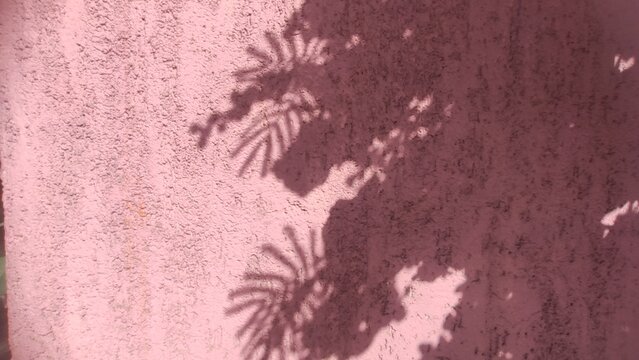 Foliage Shadow Cast on a rough pink plaster wall during a sunny summer day. Ideal for romantic Mediterranean backgrounds, architectural lighting concepts, and elegant presentation mockups.