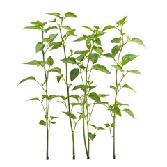Obraz premium A close-up of chili peppers growing on vines, ready to be harvested. full length isolate on transparent background