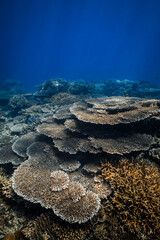 Pristine table coral reef structures growing in the deep blue ocean. © PIPE DIVE UNDERWATER