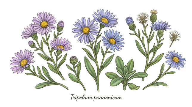Sea Aster Flowers Collection