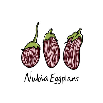 Vector card with hand drawn ripe Nubia eggplants. Cool vegetables illustration, ink drawing. Beautiful food design elements