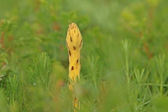 Sommerwurz (Orobanche spec.)
im Mai