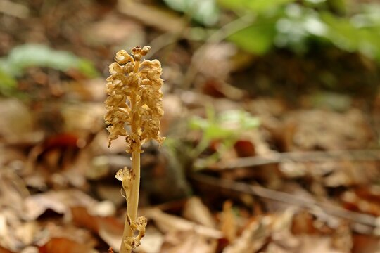 Vogel-Nestwurz (Neottia nidus-avis)