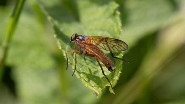 Bio Diversity - Rhagio Immaculatus - Snipe Fly on Leaf in Natural Habitat. High quality photo
