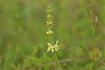 Fototapeta premium Aufrechter Ziest (Stachys recta)