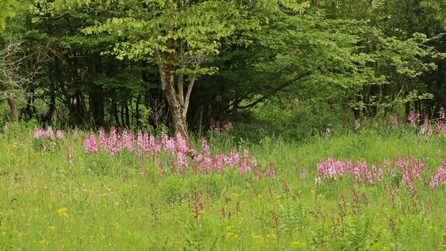 Wiese in Mainfranken mit Diptam (Dictamnus albus)