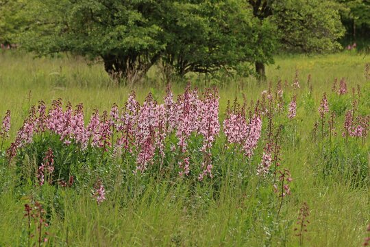 Wiese in Mainfranken mit Diptam (Dictamnus albus)