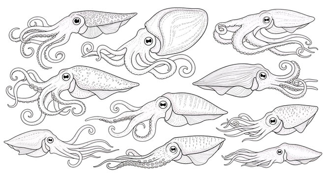 Collection of squid illustrations side view.