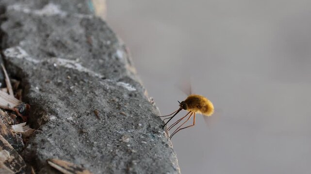 Macro shot of a fuzzy bee fly hovering and landing on a concrete surface.