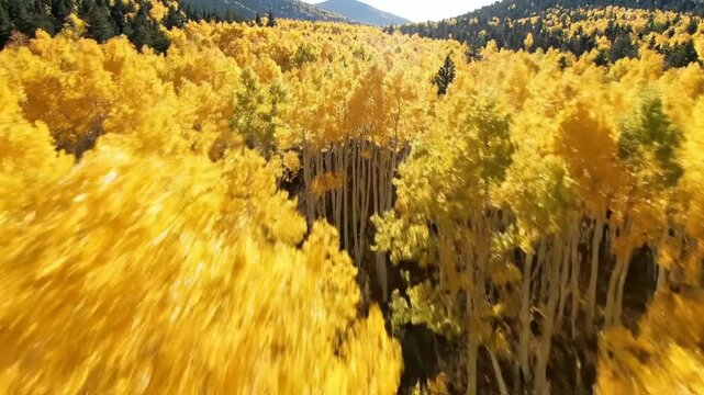 Aerial drone view of vibrant golden aspen forest in autumn peak season fall