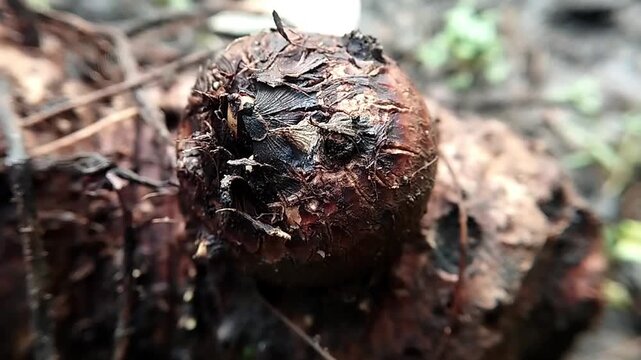Macro photo of a static round taro corm showing rough fibrous skin on open soil ground.

