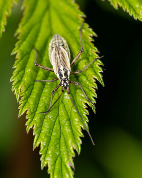 Bio Diversity - Leptopterna dolabrata - Hairy Dagger Bug on Plant. High quality photo