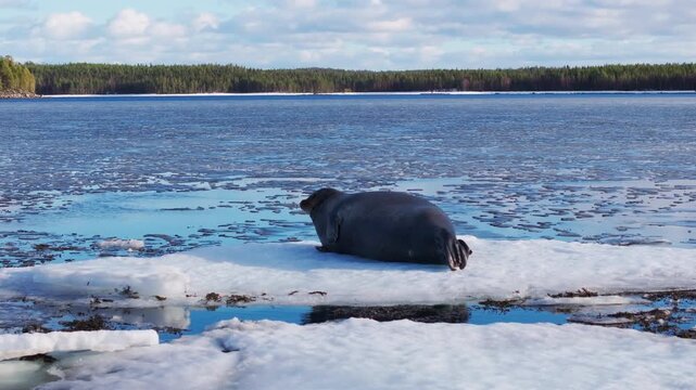 Solitary seal resting on a small melting ice floe in a frigid coastal landscape, surrounded by patchy sea ice, calm blue water, and a distant evergreen shoreline under soft clouds
