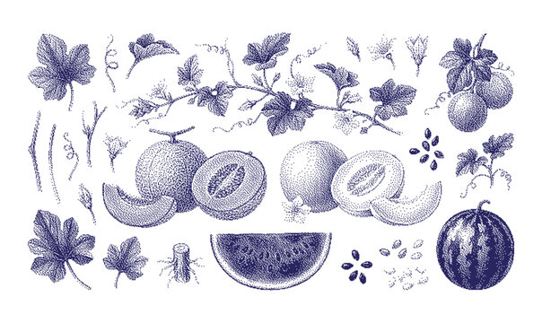 Blue and white illustration of watermelon slices and leaves
