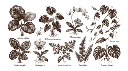 Black and white illustrations of various plants and leaves © vectolab