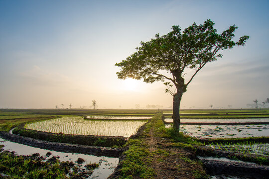Javanese farmers planting rice seedlings in muddy paddy field during early morning, traditional agricultural lifestyle in Malang Regency, East Java, Indonesia