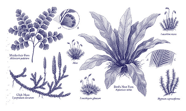 Blue botanical illustrations of various ferns and moss plants