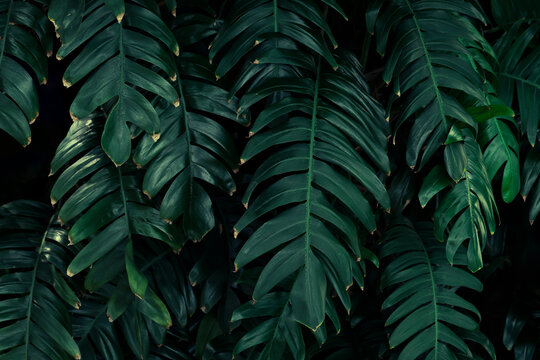 Dark moody green leaves background with dense tropical foliage texture.
