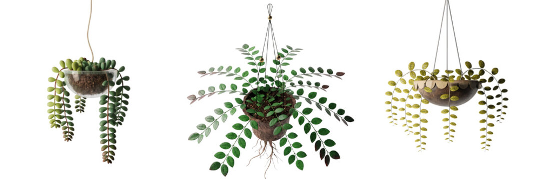 Set of a hanging, clay pot with trailing, vibrant green leaves and roots, suspended by a cord isolated on a transparent background