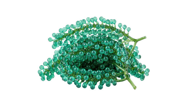 Fresh sea grapes or green caviar isolated on transparent background