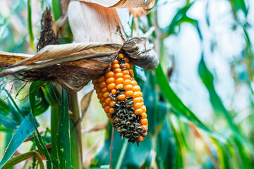 Obraz premium Plant disease visible on maize ear with missing and undeveloped kernels. Crop protection theme