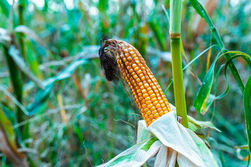 Obraz premium Ripe corn cob ready for harvest growing on the plant. Mature crop indicating harvest season in agriculture