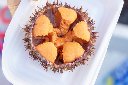 Sea urchin roe orange sea urchin shell seafood delicacy marine cuisine fresh uni shell plate ocean food gourmet sashimi