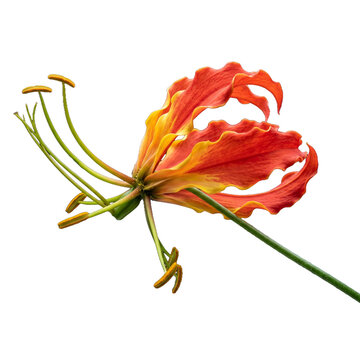 Flame Lily Flower or Gloriosa Superba Isolated on White Background