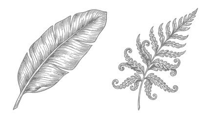 Hand-drawn botanical illustration of banana leaf and fern © kampus