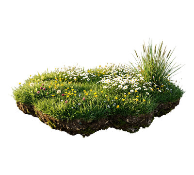 Isolated Patch of Green Grass with White and Yellow Wildflowers