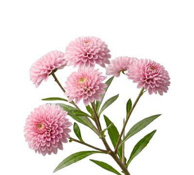 Branch of Pink Chrysanthemum Flowers Isolated on White Background