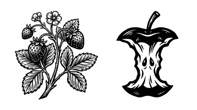 Strawberry Plant and Apple Core Illustration