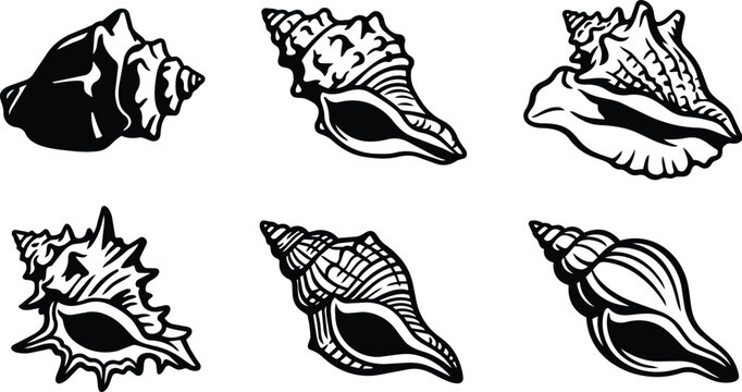 Sea shells collage in vector line art show various shells