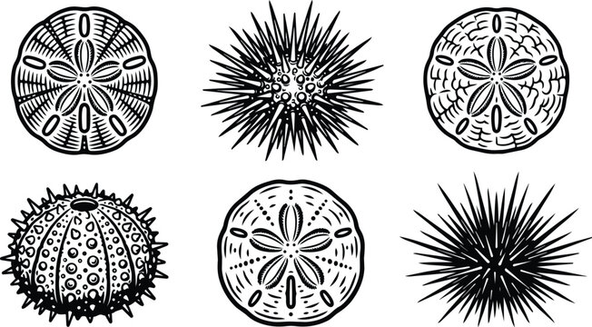 Vector line art set of sea urchin silhouettes for ocean decor design