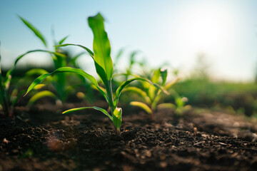 Fototapeta premium Young corn maize plants growing in soil at sunset. Early growth stage of agricultural crop in cultivated field