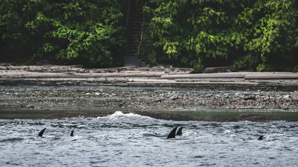 A Pod Of Five Orcas (Orcinus Orca) At The Shore Of Gabriola Island © Leny Silina Helmig