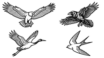 Obraz premium Set of Flying Birds: Eagle, Raven, Crane, Swallow - Black and White Line Art