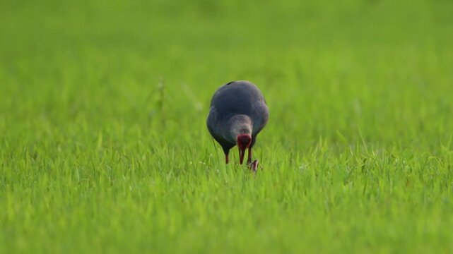 Wild purple swamphen feeding in wetland agricultural landscape.