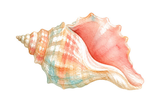 Watercolor seashell illustration, Pink conch seashell clipart on white background, hand-painted beach summer element for print, packaging, invitations and coastal branding design