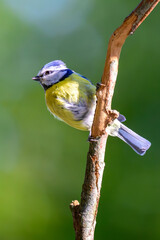 Cyanistes caeruleus, Eurasian blue tit © Patrick